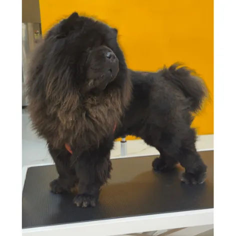 Chow Chow before grooming